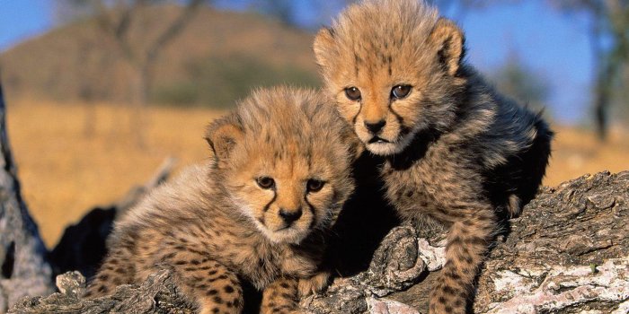 1600x1200 Cheetah Cubs Wallpapers