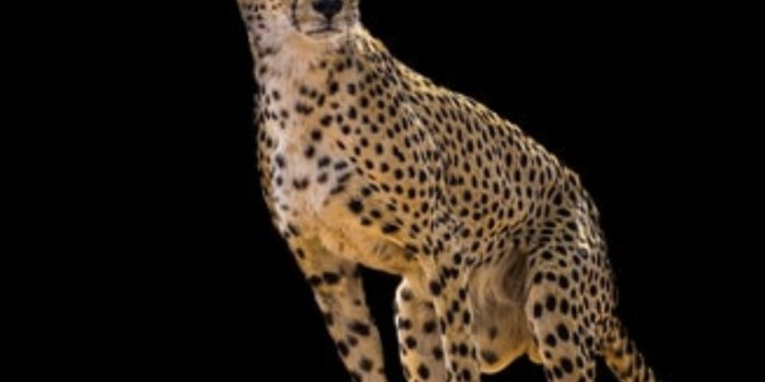 1080x1920 Cheetah Wallpapers [Desktop,iPhone,Laptop,Android]