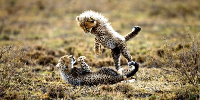 1456x819 Baby Cheetah Wallpapers 001 Squee - Cheetah Cubs - 1456x819 Wallpaper -  teahub.io