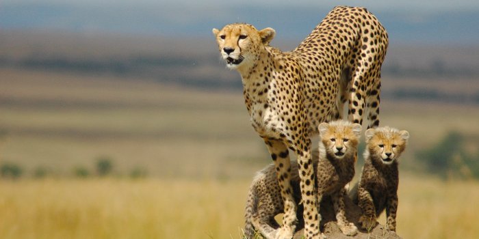3008x2000 Cheetah Wallpaper #6837302