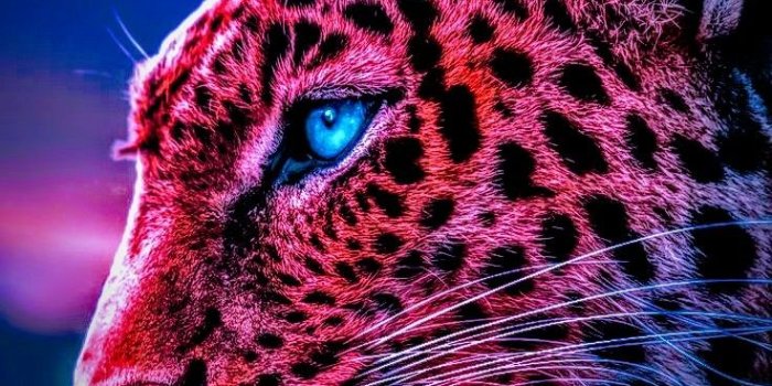 736x1261 Cheetah wallpaper hd | Wild animal wallpaper, Cheetah wallpaper, Jaguar  animal