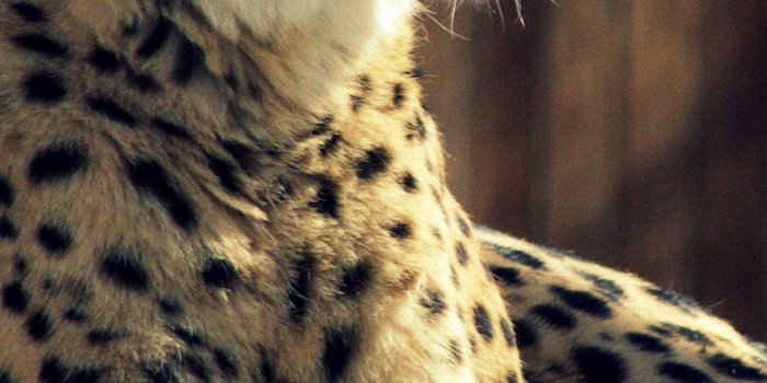 1080x1920 Cheetah Tiger Iphone 6 Wallpapers Hd - Cheetah Wallpaper Hd 1080p  (#1933485) - HD Wallpaper & Backgrounds Download