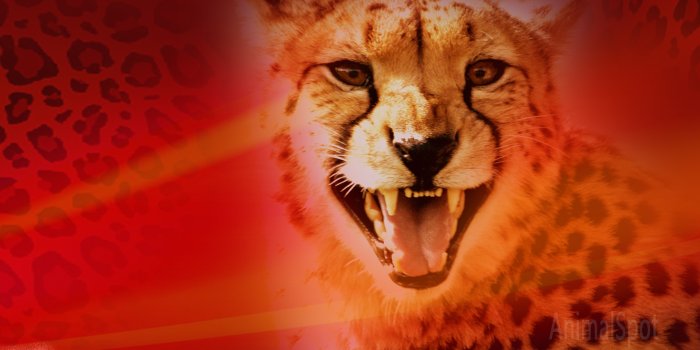 1920x1080 Cheetah Wallpapers - Animal Spot