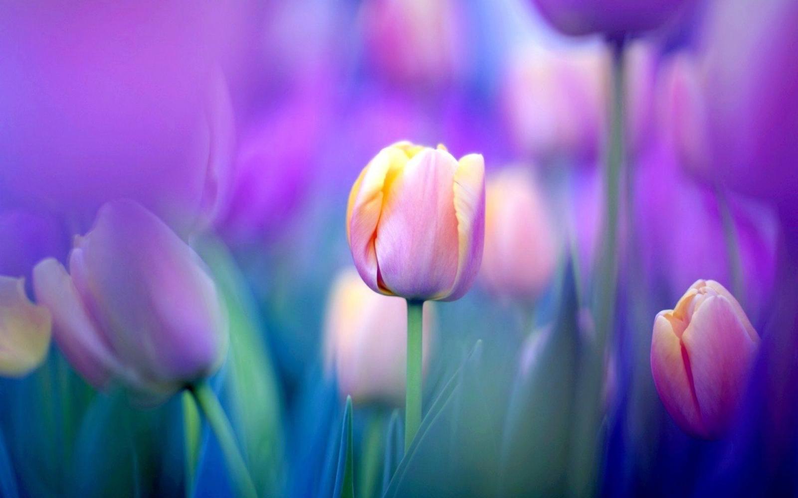 1920x1200 Tulip Wallpapers - Top Free Tulip Backgrounds - WallpaperAccess