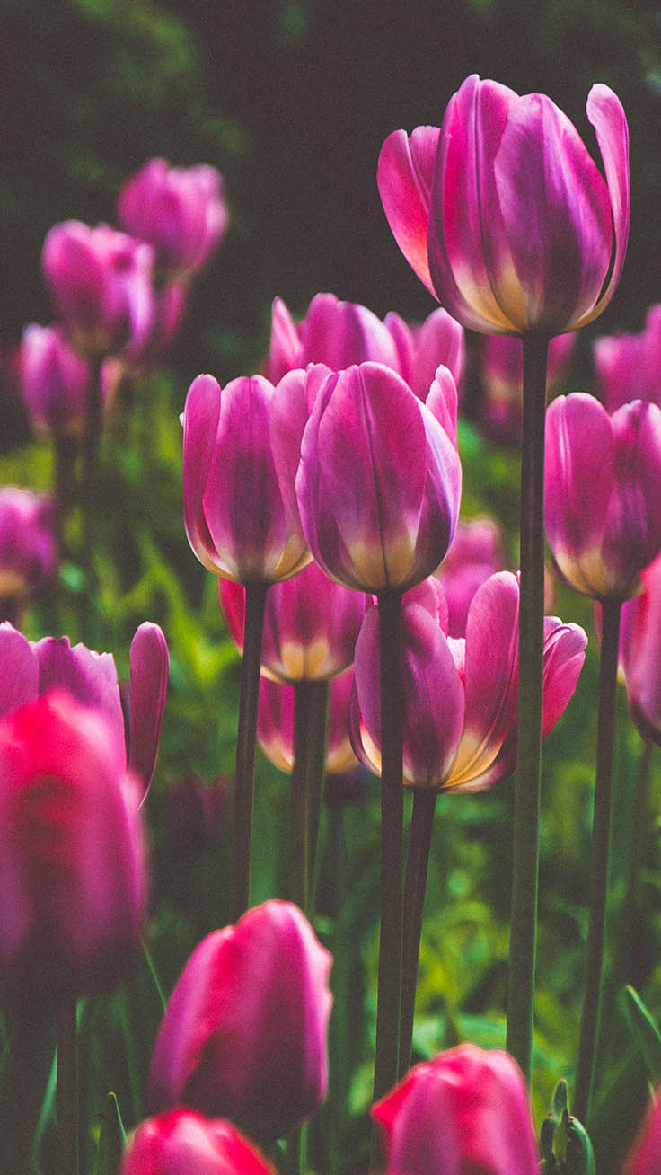 736x1308 Amsterdam iPhone Wallpapers | Tulips & Travels | Flower phone wallpaper,  Flower wallpaper, Flower aesthetic