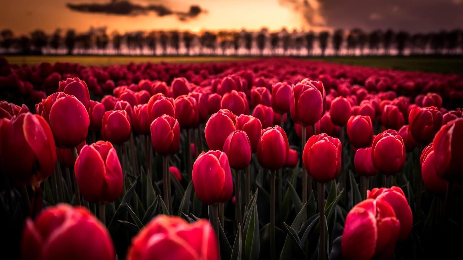 1920x1080 Tulip Wallpapers • TrumpWallpapers
