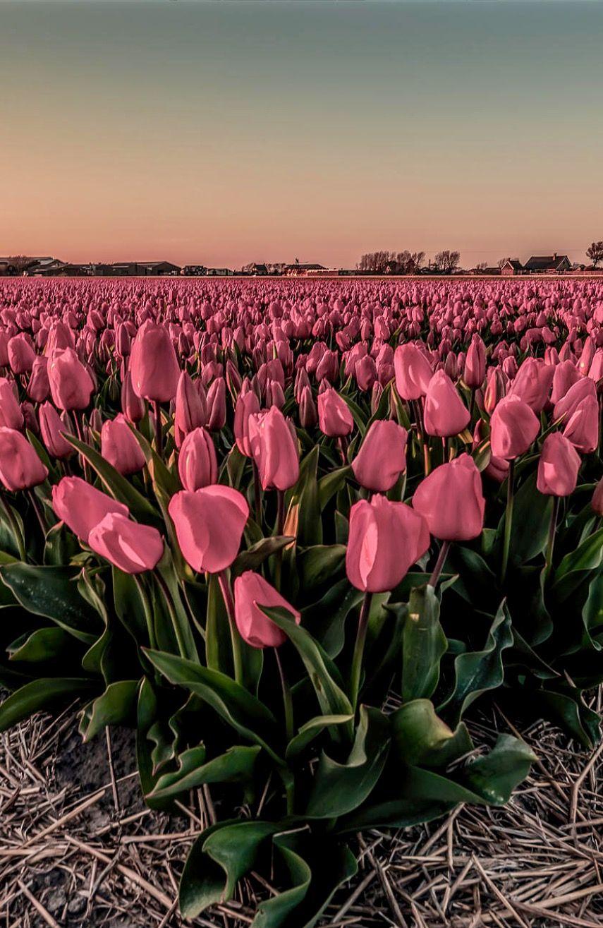 855x1315 Tulip Bulb Farm Wallpapers