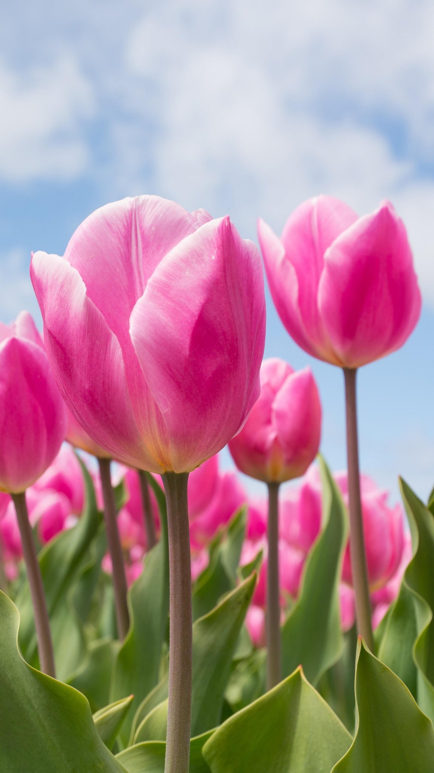 1440x2560 Spring Tulips Wallpaper - iPhone, Android & Desktop Backgrounds