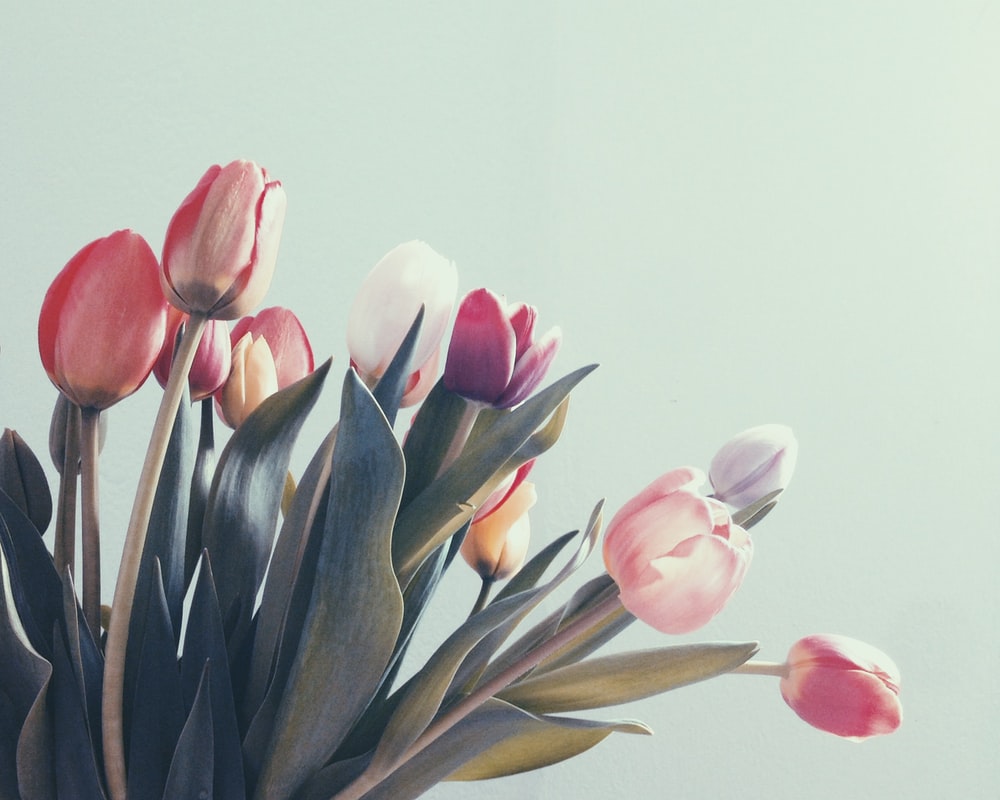 1000x800 Best 500+ Tulip Pictures [HD] | Download Free Images on Unsplash