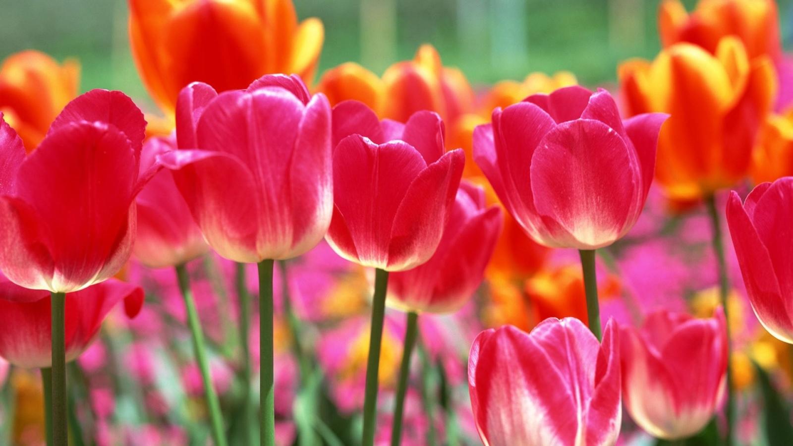 1920x1080 26 Tulip Wallpapers - Wallpaperboat