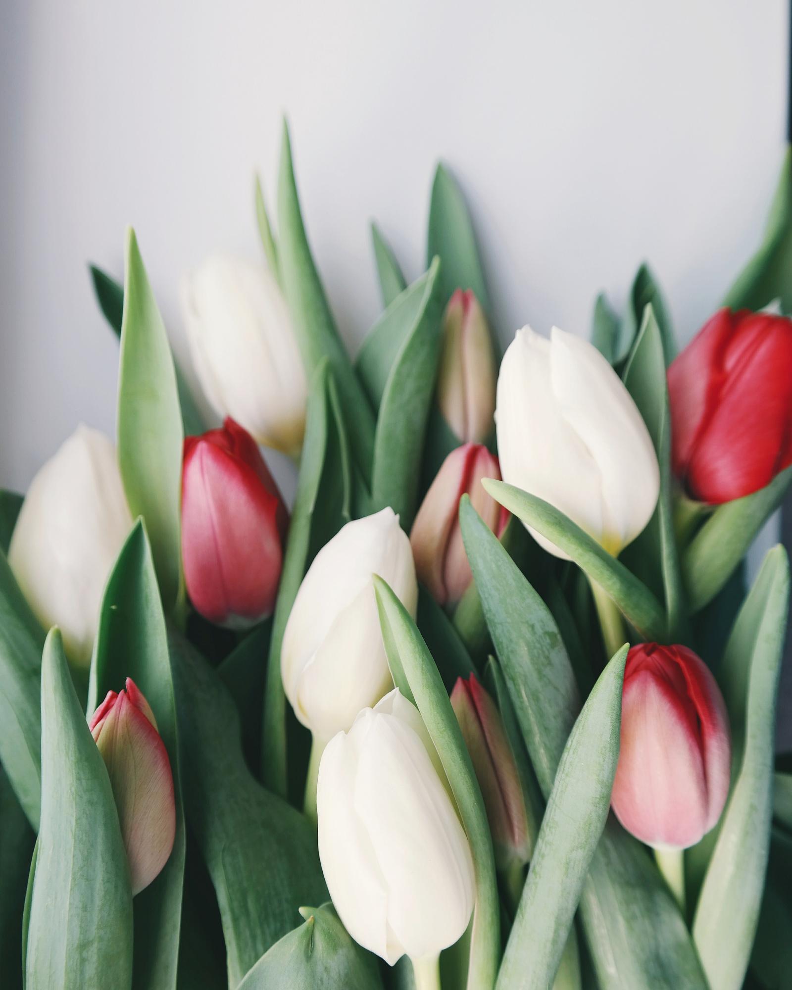 2697x3372 3,000+ Best Tulips Photos · 100% Free Download · Pexels Stock Photos