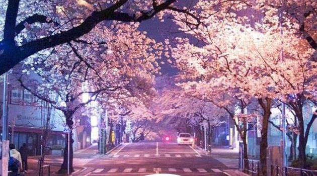 630x1280 Virgo Wallpaper wallpaper by SRedX0 - Download on ZEDGE™ | 5087