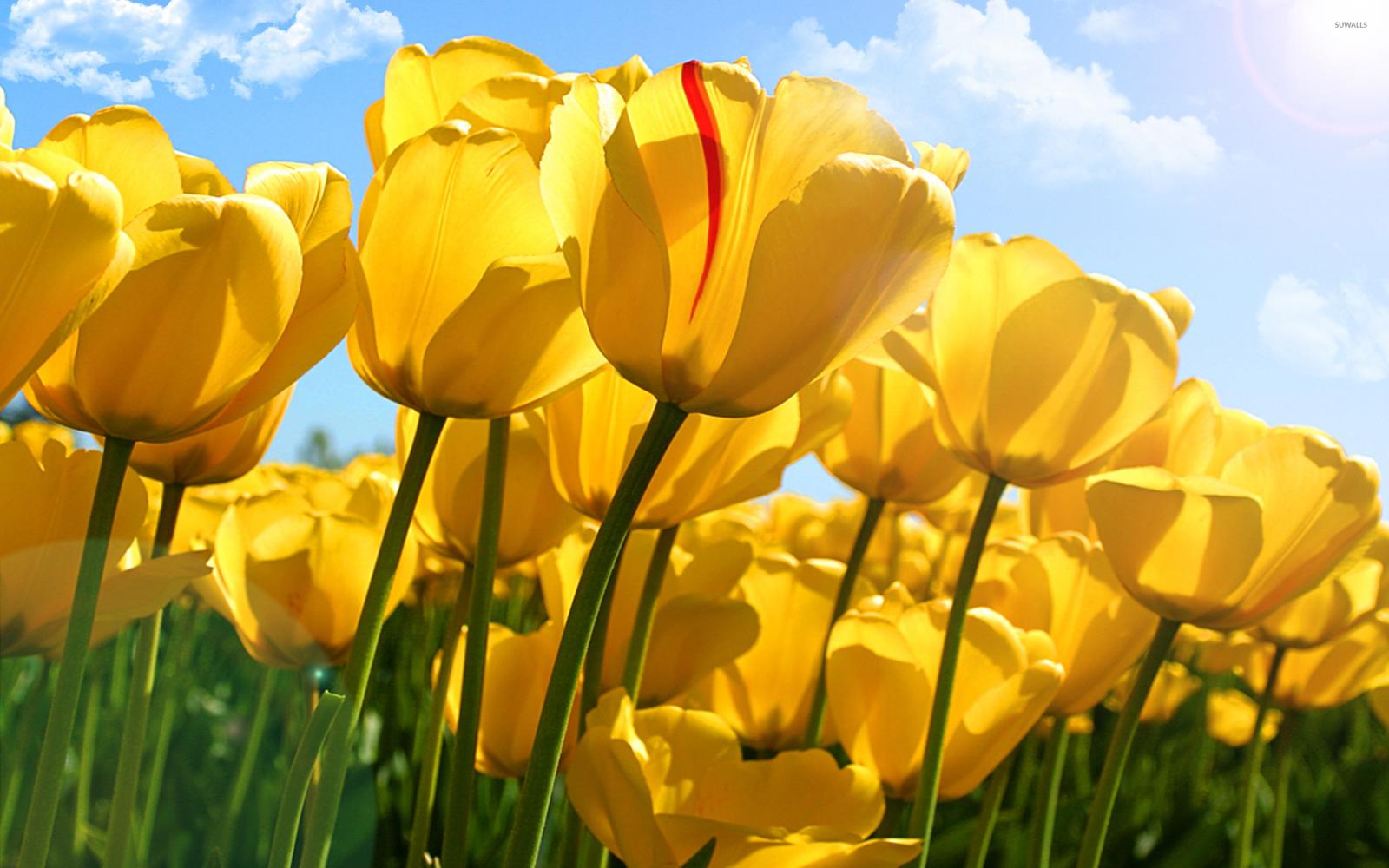 2560x1600 Yellow tulips [5] wallpaper - Flower wallpapers - #35738