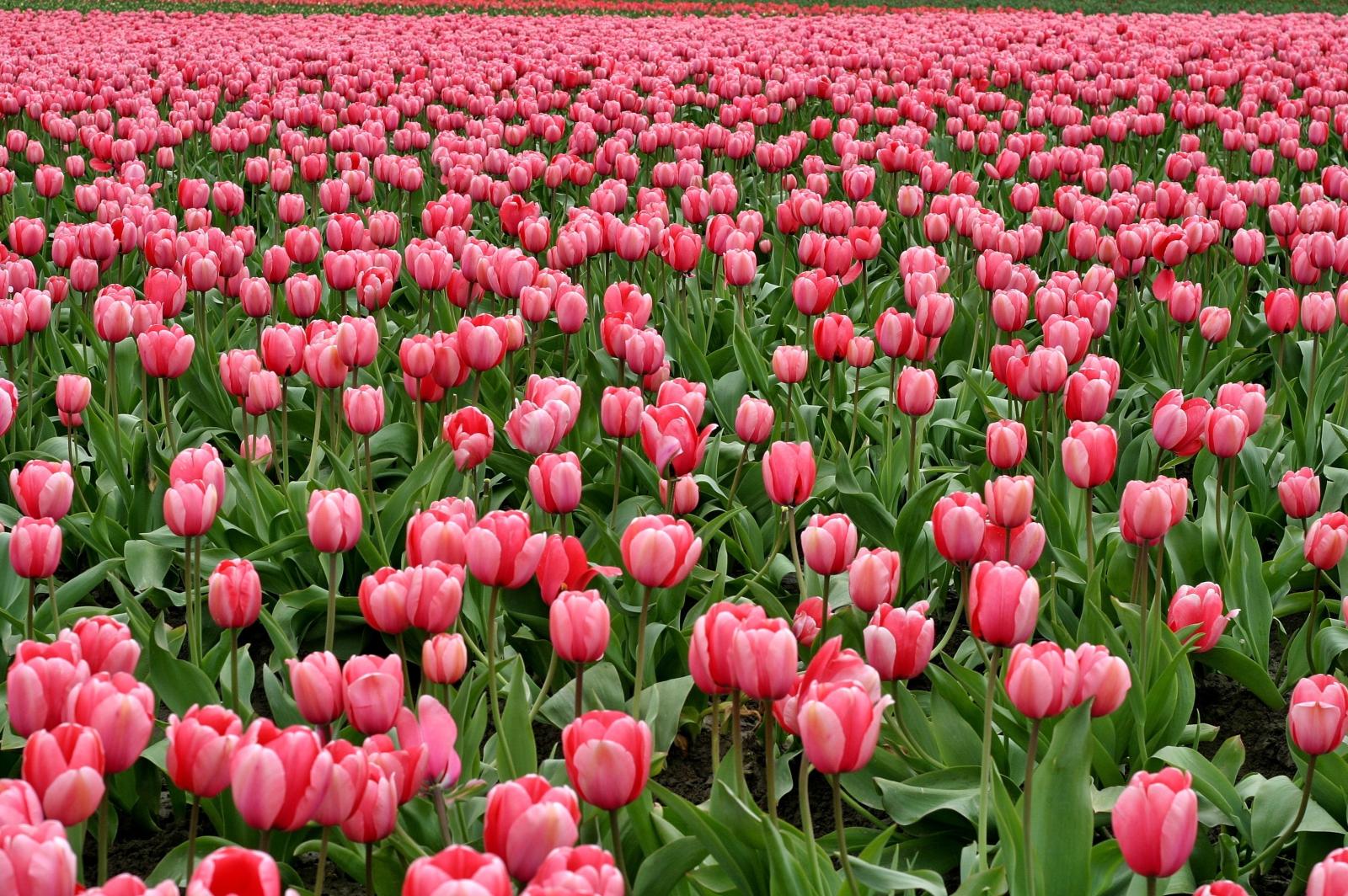 3066x2040 3,000+ Best Tulips Photos · 100% Free Download · Pexels Stock Photos