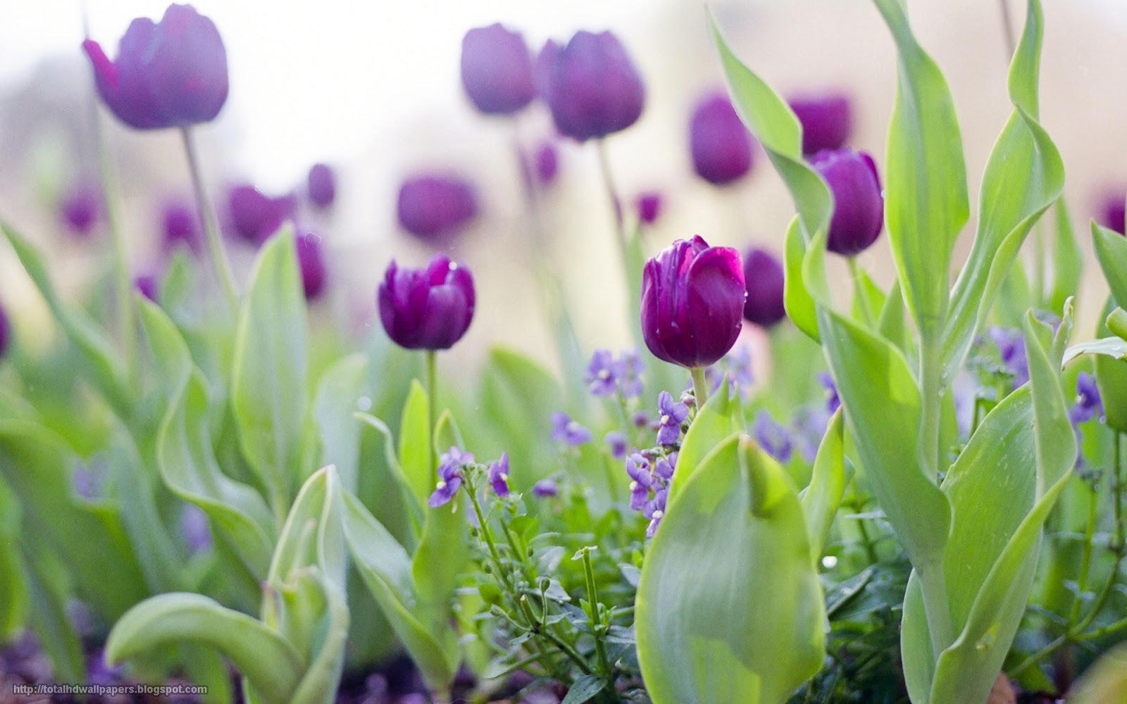 1600x1000 Free download Beautiful Wallpapers For Desktop Tulip wallpapers hd  [1600x1000] for your Desktop, Mobile & Tablet | Explore 43+ Tulip Wallpaper  for Desktop | Tulip Pictures Wallpaper, Tulips Wallpaper for Computer,  Spring