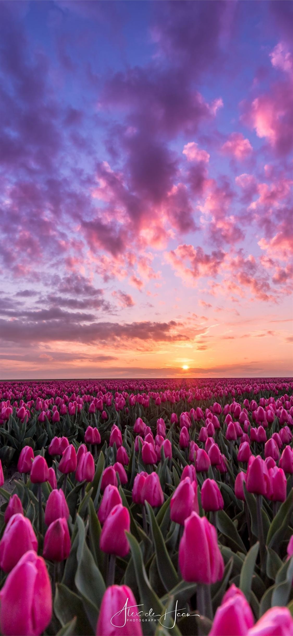 1125x2436 Tulip Fields of Netherlands iPhone 11 Wallpapers Free Download
