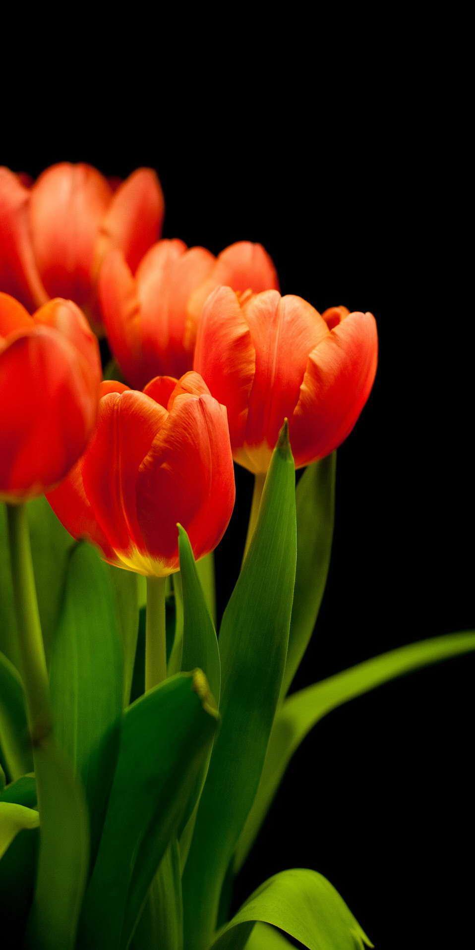958x1917 Tulip Wallpaper HD for Android - APK Download