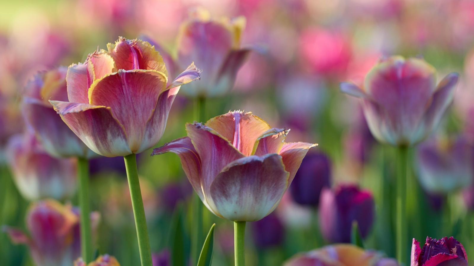 1920x1080 Tulips flowers, pink-white, flowerbed wallpaper, hd image, picture,  background, 60d790 | wallpapersmug