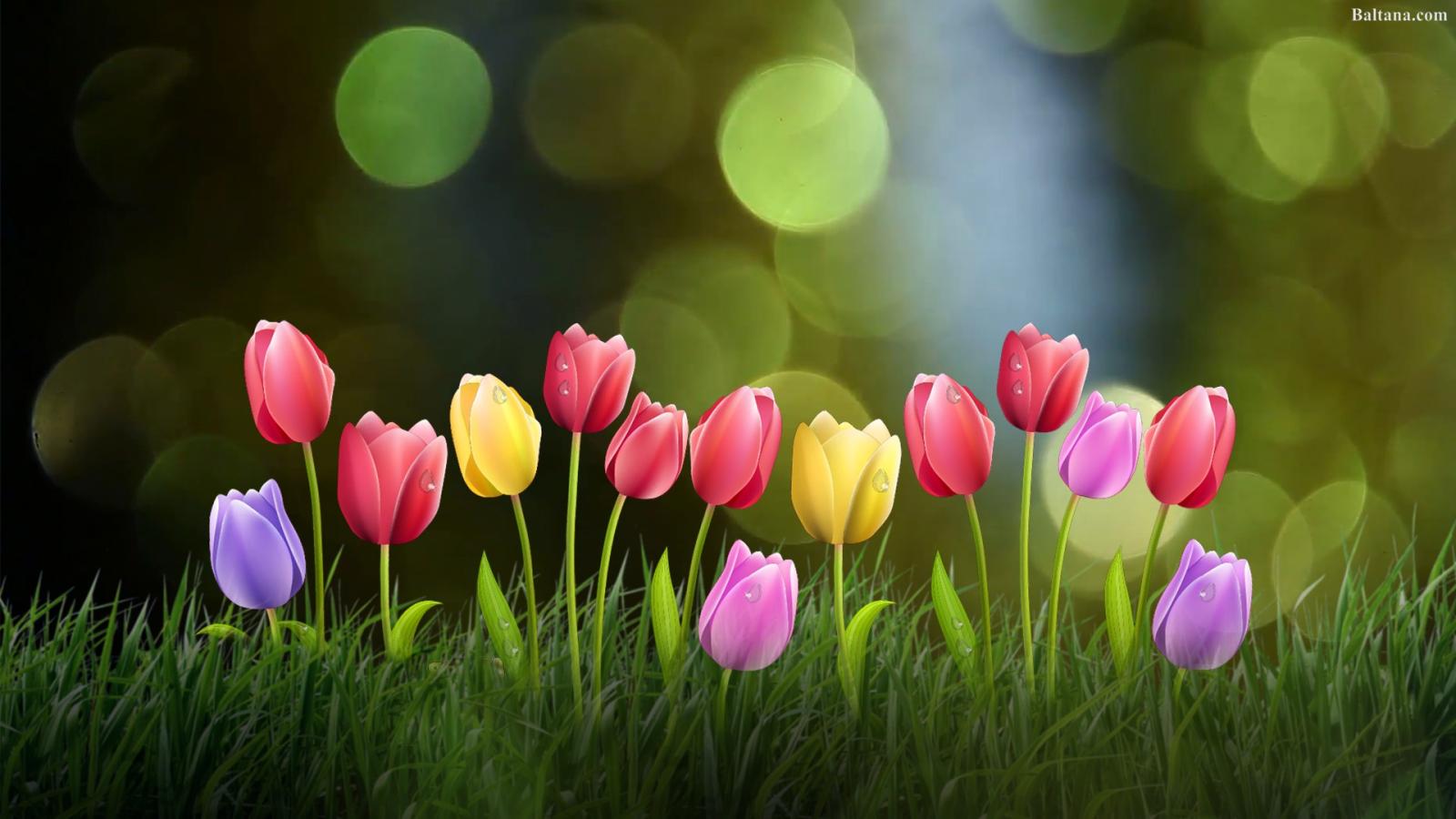 1920x1080 Tulip Widescreen Wallpapers 32020 - Baltana