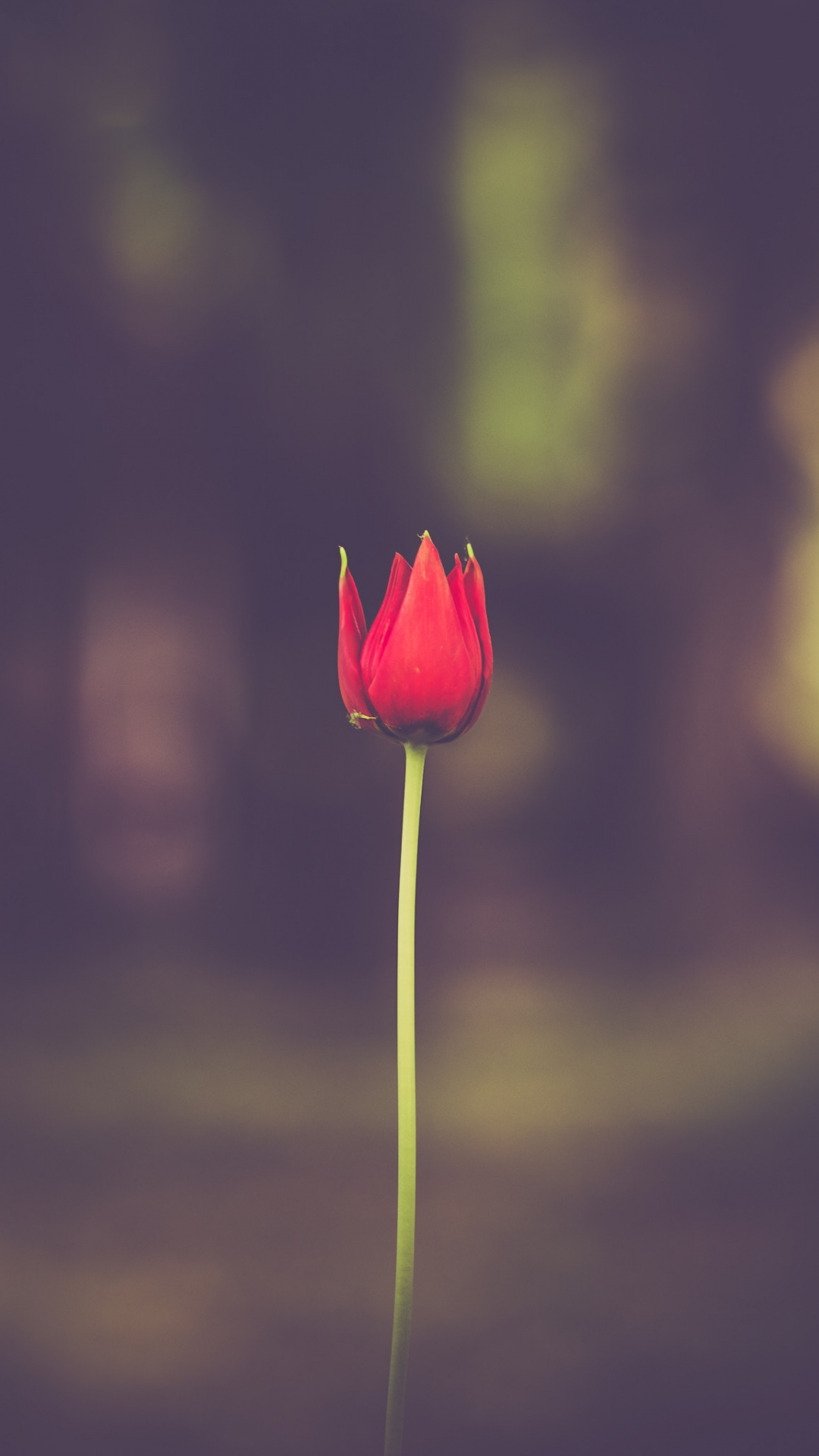 1080x1920 Red Flower Tulip iPhone Wallpaper | iDrop News