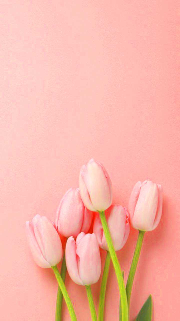 720x1280 Tulip Wallpaper | WhatsPaper