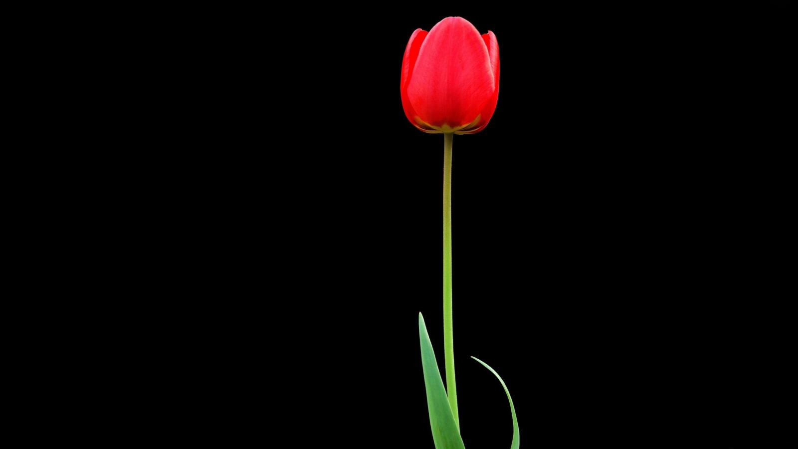 2560x1440 Download wallpaper 2560x1440 tulip, red, flower, one, black background  widescreen 16:9 hd background