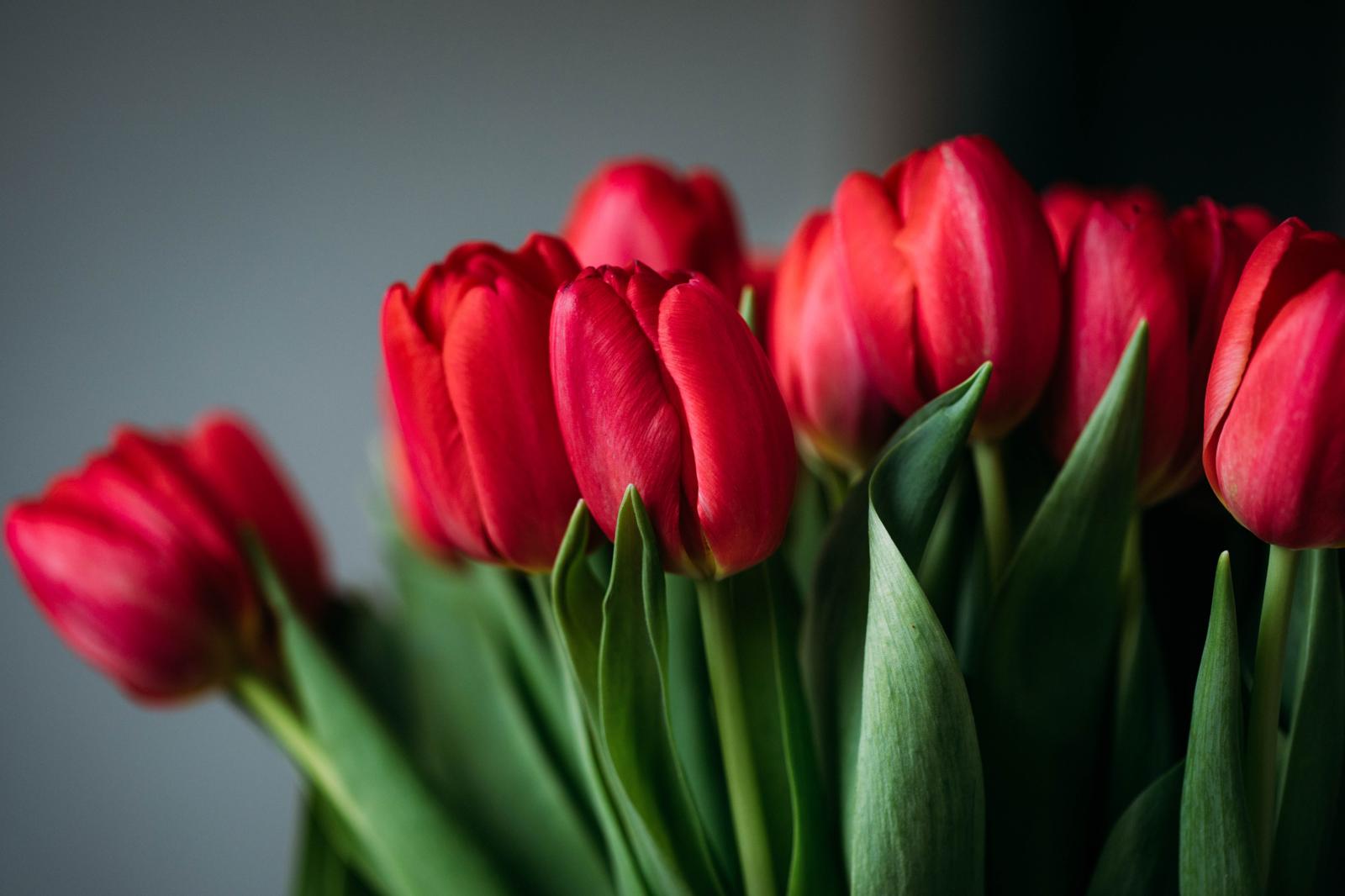 6720x4480 3,000+ Best Tulips Photos · 100% Free Download · Pexels Stock Photos