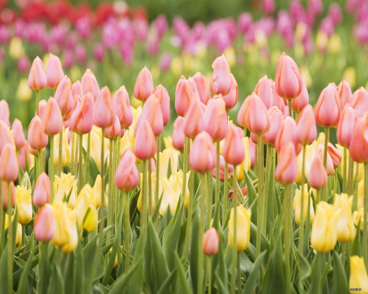 1280x1024 Tulip Wallpapers