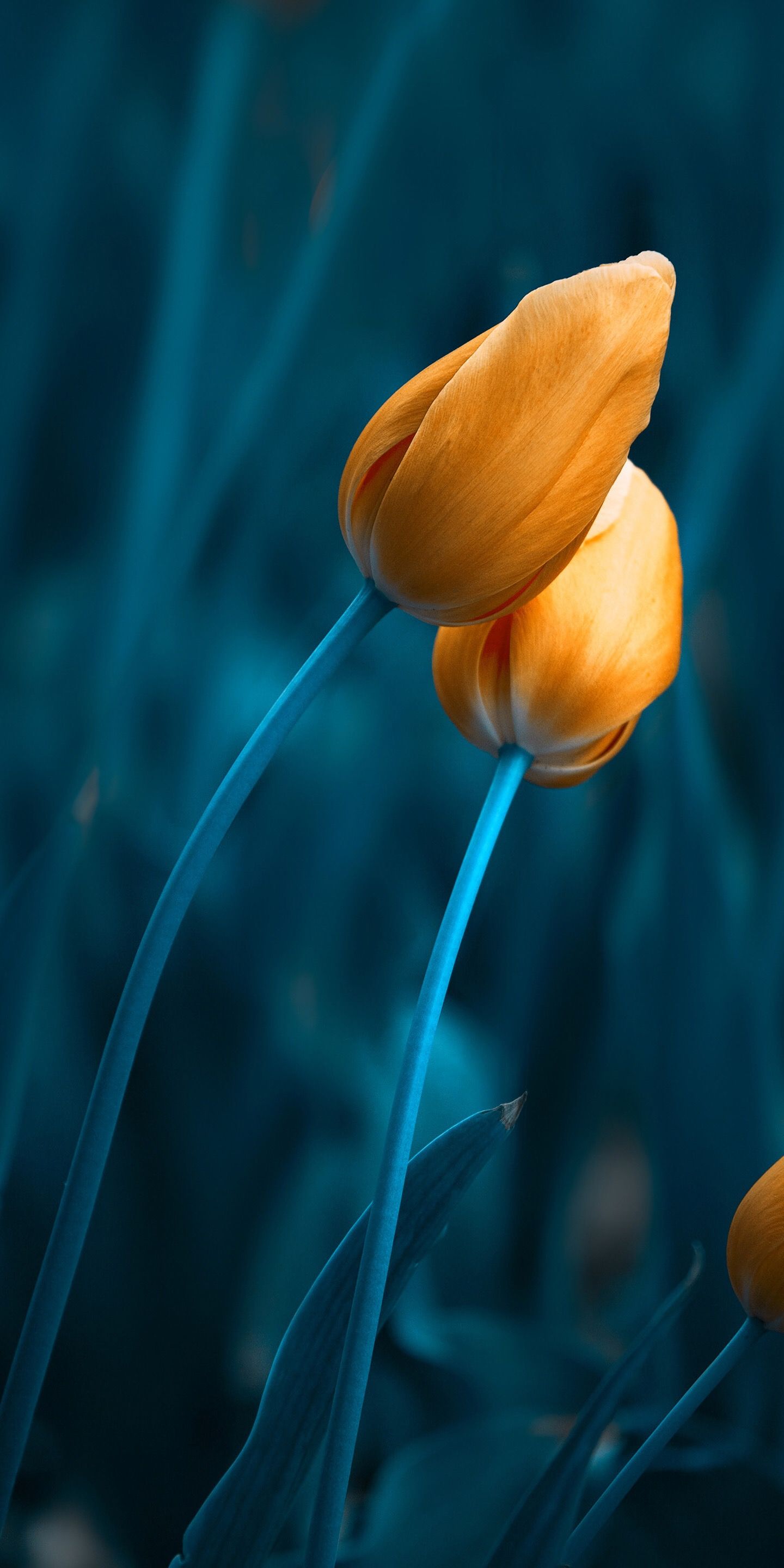 1440x2880 Tulip Wallpaper Hd - 1440x2880 Wallpaper - teahub.io