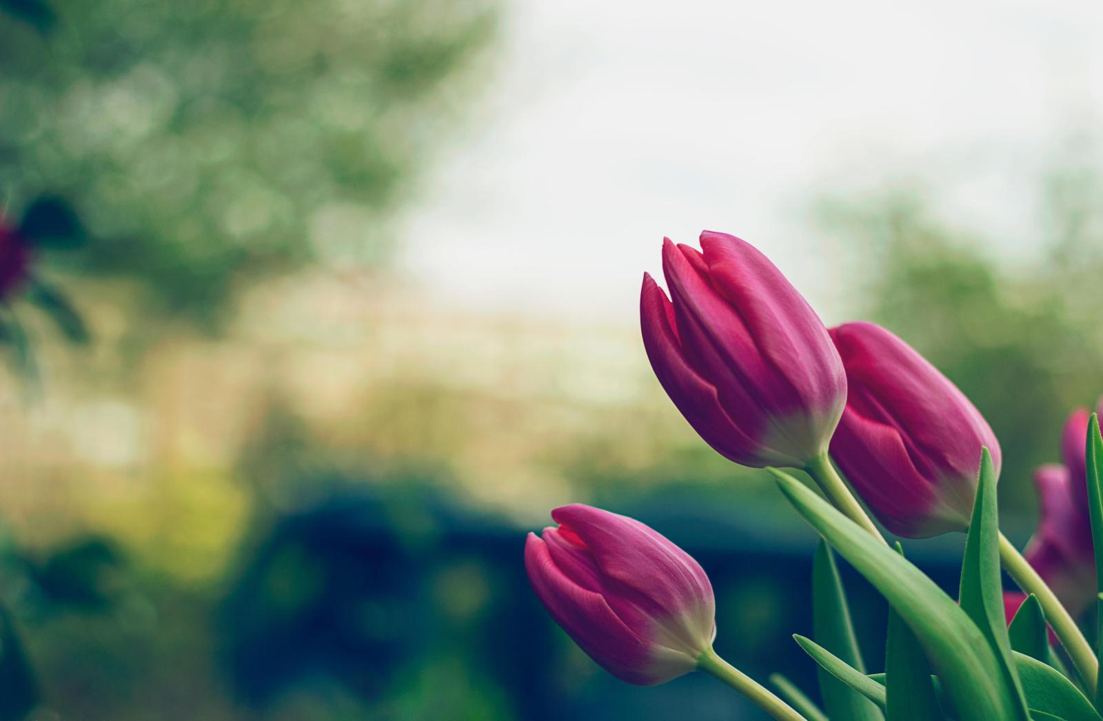 5184x3392 3,000+ Best Tulips Photos · 100% Free Download · Pexels Stock Photos