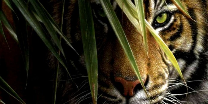 1920x1200 Tigers Wallpapers - Top Free Tigers Backgrounds - WallpaperAccess