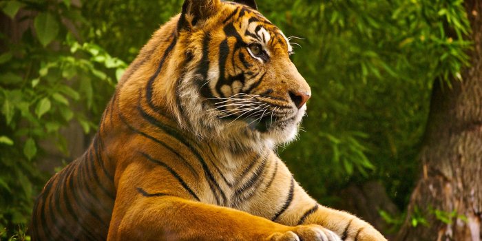 2560x1600 Tiger HD Wallpapers