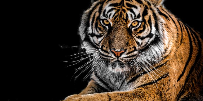 3047x2362 500+ Best Tiger Images · 100% Free Download · Pexels Stock Photos