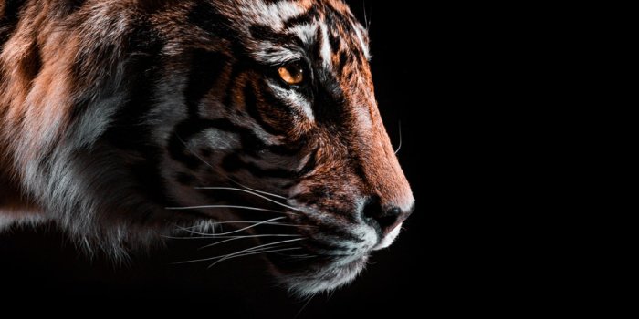 1000x1230 Tiger Pictures | Download Free Images & Stock Photos on Unsplash
