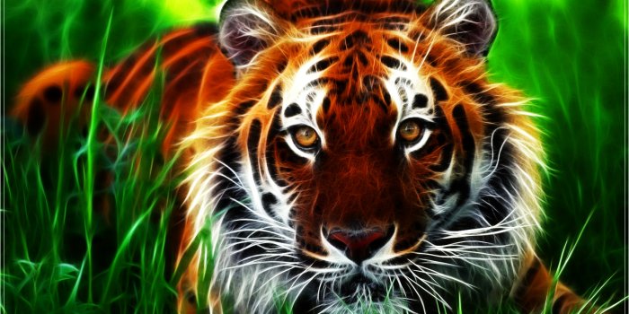 1600x1200 69+] Tiger Wallpaper on WallpaperSafari