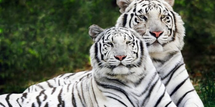 1024x768 68+] Tiger Pictures Wallpaper on WallpaperSafari