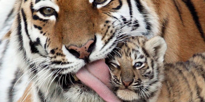 1920x1080 Tigers Wallpaper​ | Gallery Yopriceville - High-Quality Free Images and  Transparent PNG Clipart