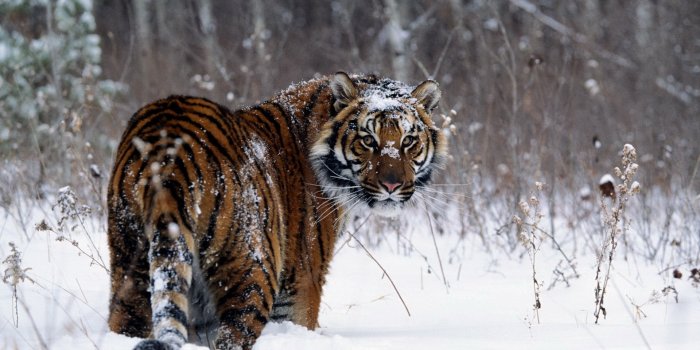 1920x1080 1600+ Tiger Wallpapers