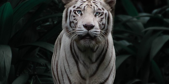 1000x1778 Tiger Pictures | Download Free Images & Stock Photos on Unsplash