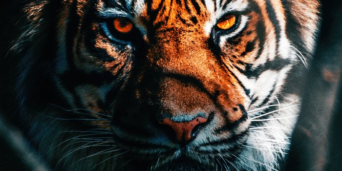 1366x768 1366x768 Tiger Close Up 1366x768 Resolution HD 4k Wallpapers, Images,  Backgrounds, Photos and Pictures