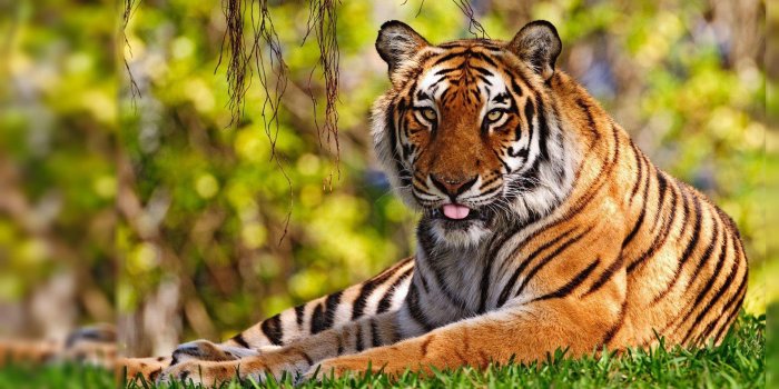 1920x1080 Tiger Wallpapers Desktop