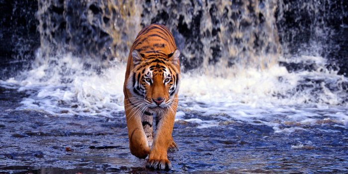 1920x1080 60+] Hd Tiger Backgrounds on WallpaperSafari