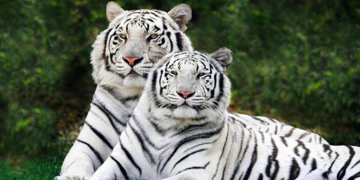 3840x2400 Information On Bengal Tiger - 3840x2400 Wallpaper - teahub.io