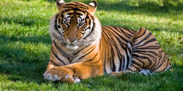 3532x2312 500+ Best Tiger Images · 100% Free Download · Pexels Stock Photos