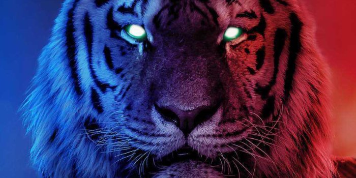 900x1600 Tiger Wallpaper - IdleWP