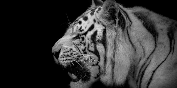 1920x1080 White tiger wallpaper - Top HD Free white tigers backgrounds - 24wallpapers