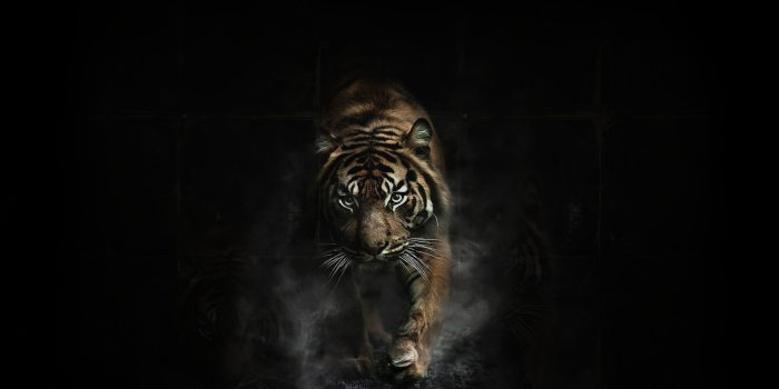 1920x1080 tiger, Tigers Wallpapers HD / Desktop and Mobile Backgrounds