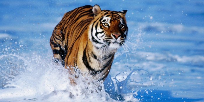 1600x1200 Tiger Animal Wallpapers