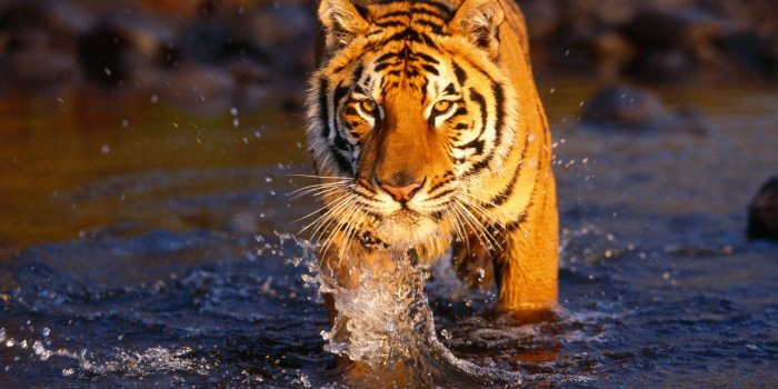 1600x1200 Tigers Hd Wallpapers, Tiger Wallpaper For Desktop Backgrounds - High  Resolution Tiger Hd (#105077) - HD Wallpaper & Backgrounds Download