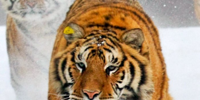 1080x1920 Tiger Android Wallpaper - Tigers Wallpapers For Iphone 6s (#539943) - HD  Wallpaper & Backgrounds Download